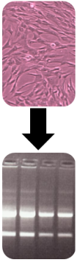 ECACC Nucleic Acids ECACC Nucleic Acids