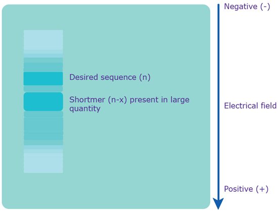 Separation via PAGE. An electrical field is applied to the gel, which causes the polyanionic oligonucleotide to travel to the positively charged anode. Since the charge is evenly distributed across the crude mixture, the various sequences are separated based on molecular weight, i.e. length. The shortmers travel faster, while the longer, desired sequence travels slower.