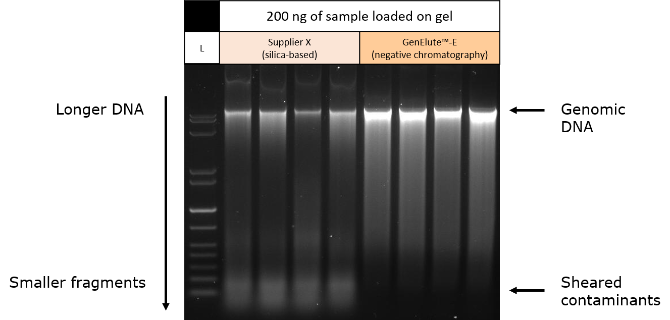 Sheared DNA and Low Molecular Weight Gel electrophoresis of purified genomic DNA from mouse liver tissue samples.