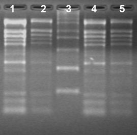Spectrum™ Plant Total RNA Kit Total RNA Isolation from different ages of cotton leaves using the Spectrum™ Total RNA kit