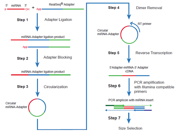 RealSeq®-AC RNA NGS library preparation and workflow