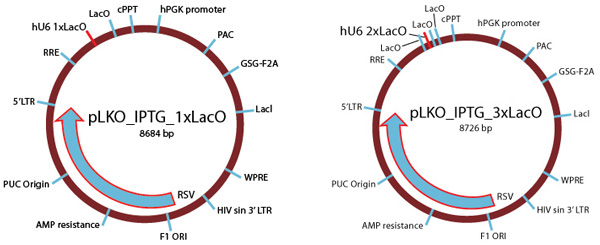 Inducible shRNA Vectors Inducible shRNA References