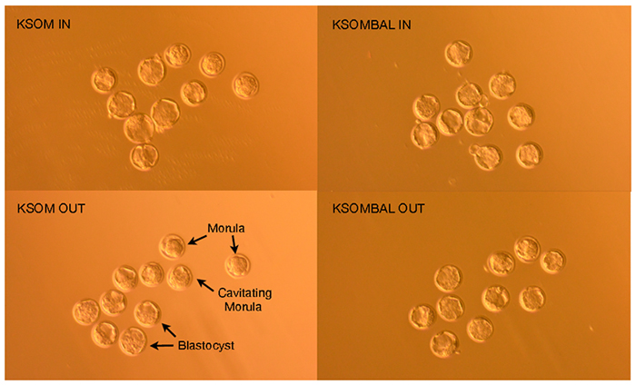 embryos FVB/N embryos 96 hours post-hCG induction of ovulation demonstrate morula, cavitating morula and blastocyst developmental stages.