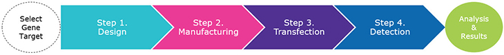 The siRNA workflow.