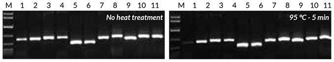 Crude sample pcr Results obtained with crude sample PCR