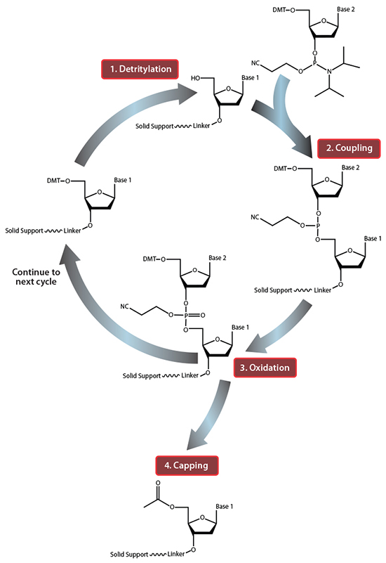 A flowchart depicting a chemical synthesis process with four steps: 1. Detritilation, 2. Coupling, 3. Oxidation, and 4. Capping. Each step is labeled in red, with arrows showing the progression and chemical structures included in the diagram.