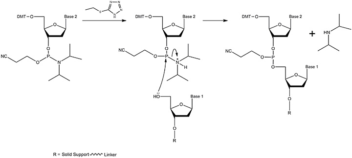 A diagram depicting a chemical reaction sequence with three steps, involving the addition of a reagent to a reactant with solid support and linker. The process shows the formation of a new compound and the release of a byproduct, with key components labeled as "Base 1," "Base 2," and "R."
