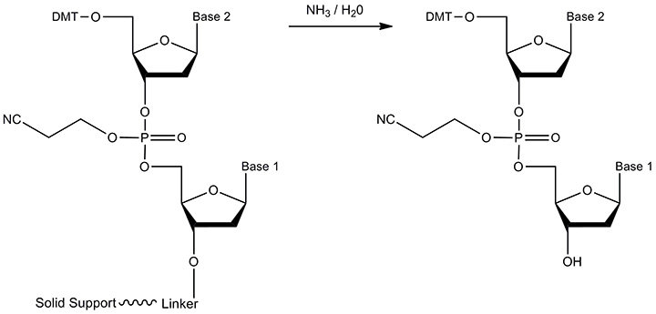 A diagram illustrating a chemical reaction involving two reactants with solid support and linker. The process shows the addition of ammonia and water, resulting in the transformation of the reactants into new compounds, with key components labeled as "Base 1," "Base 2," and "DMT."