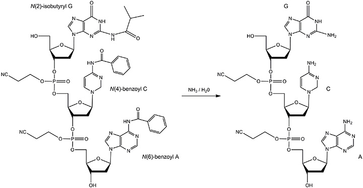 A diagram showing a chemical reaction involving three reactants labeled N(2)-isobutyryl G, N(4)-benzoyl C, and N(6)-benzoyl A, with solid support and linker. The reaction includes the addition of ammonia and water, resulting in the transformation of the reactants into new compounds, with key components labeled as G, C, and A.