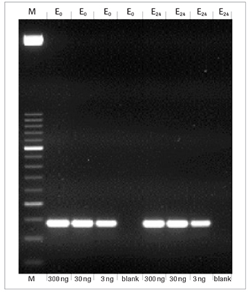 faststart-taq-dna-polymerase-pcr