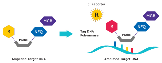 Mechanism of Action MGB:EDQ Mechanism of Dual-Labeled MGB:EDQ Probes