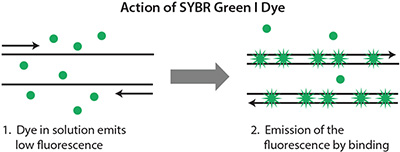 action-of-sybr-green-1-dye Action of SYBR Green I Dye