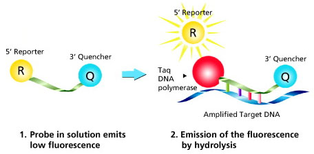 dual-labeled-probes 이중 라벨 프로브 작동