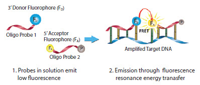 light-cycler-probe Mechanism of LightCycler FRET Probes