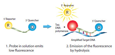 mechanism-of-dual-labeled-probes Mechanism of Dual-Labeled Probes