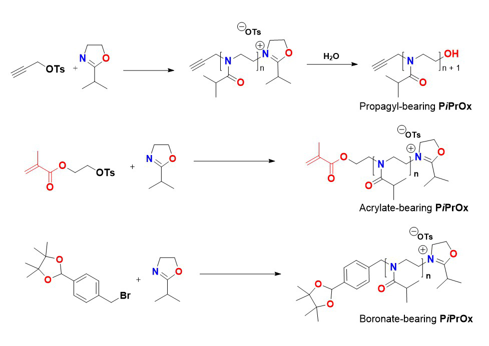 Preparation and modification of PiPrOxs 1 Illustration of the functionalization of initiation end of PiPrOx