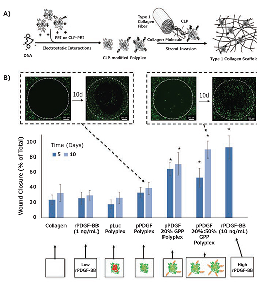 Collagen-mediated pDNA complex delivery Collagen-mediated pDNA complex delivery A) Schematic of DNA/Collagen modification using CMP hybridization. B) CMP display promoted sustained PDGF-BB expression that resulted in >50% increases in % in vitro wound closure relative to collagen containing either low doses of rPDGF-BB or non-modified polyplexes encoding PDGF-B within 10 days. Reproduced from Reference 2 with permission from The Royal Society of Chemistry and Reference 3 with permissions.
