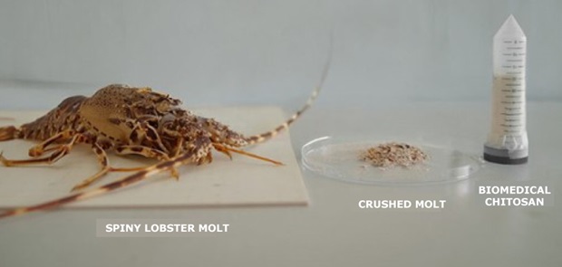 High Purity Chitosan Process showing molted lobster shells collected, crushed, and converted into purified biomedical-grade chitosan powder.