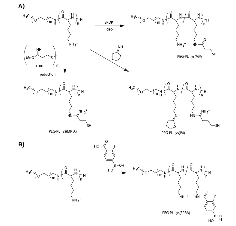 Functionalization of PEG-PLys PEG-PLysの化学修飾