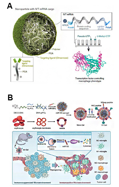 Schematic of M2 macrophage-targeting nanoparticles through mannose receptor binding Schematic of tumor-associated M2-macrophage targeting nanoparticles through mannose ligand-receptor binding.