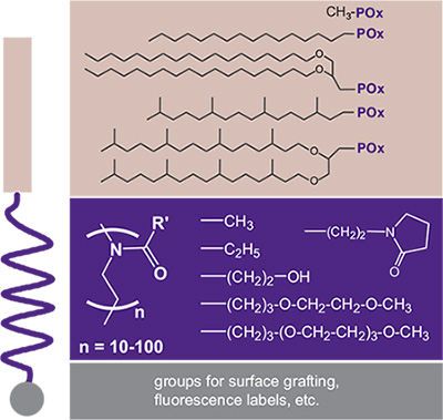 Selection of POx-based lipopolymers