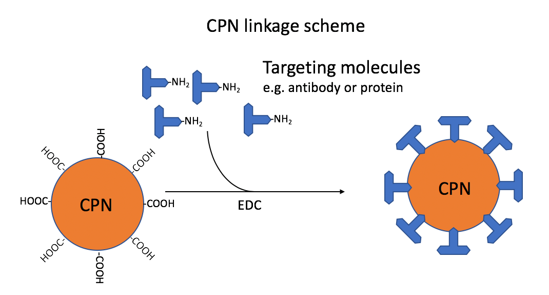 Use of Iron Oxide Incorporated Conjugated Polymer Nanoparticles for Bioimaging CPNと各種分子との結合スキーム