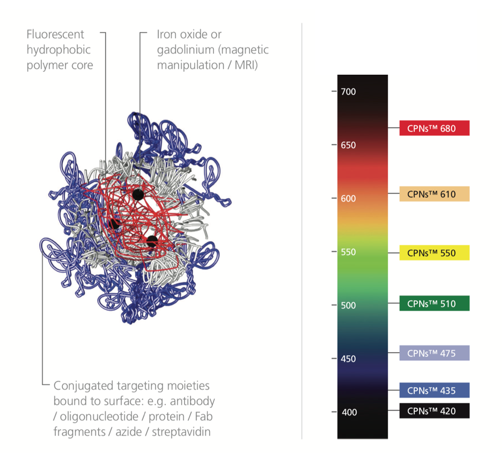 Use of Iron Oxide Incorporated Conjugated Polymer Nanoparticles for Bioimaging CPNの構造と発光波長