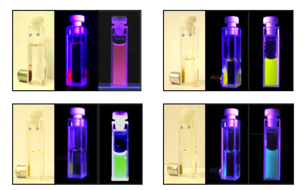 Use of Iron Oxide Incorporated Conjugated Polymer Nanoparticles for Bioimaging UV照射および磁場下でのCPN溶液