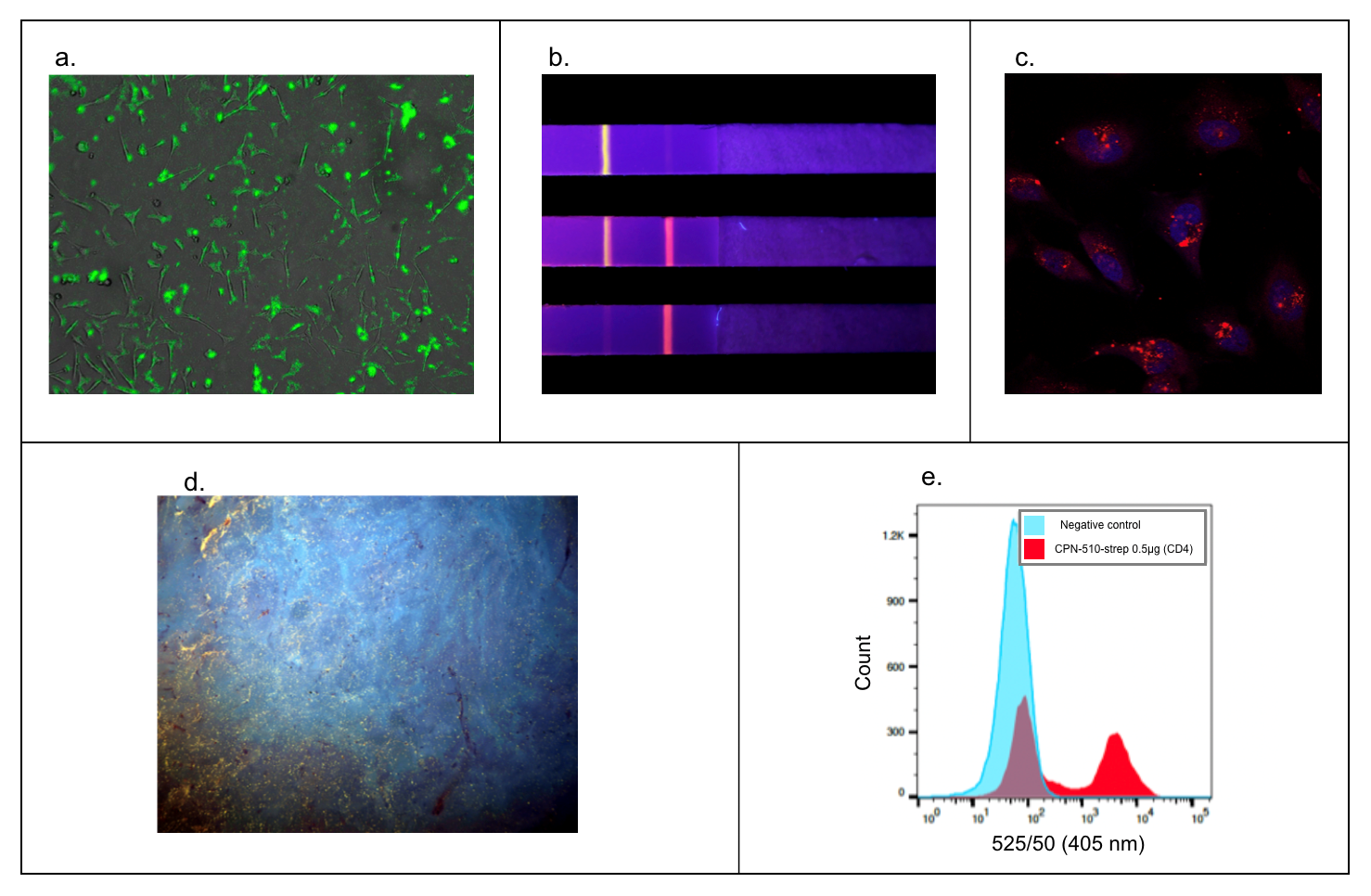 Use of Iron Oxide Incorporated Conjugated Polymer Nanoparticles for Bioimaging さまざまなアプリケーションにおけるCPNの利用