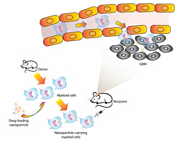 Illustration of "Trojan horse" glioblastoma-infiltrating myeloid cells for brain-targeted nanoparticle delivery Illustration demonstrating using glioblastoma-infiltrating myeloid cells as cellular "Trojan horse" for tageted nanoparticle drug delivery. Upon reaching brain tumors through myeloid migration, drug-loaded nanoparticles are release and provide antitumor effects.