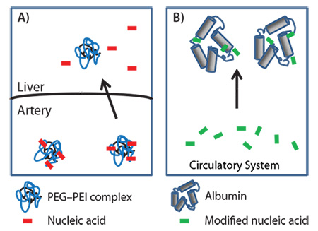 delivery methods of nucleic acids