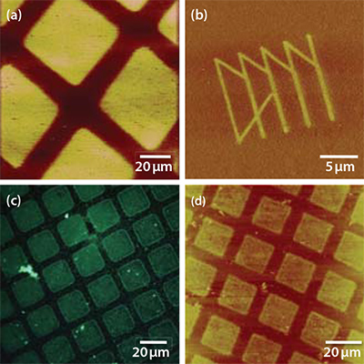 ffm-native-oxide-of-titanium チタンの自然酸化膜上のODPA-SAMの各種処理後の画像