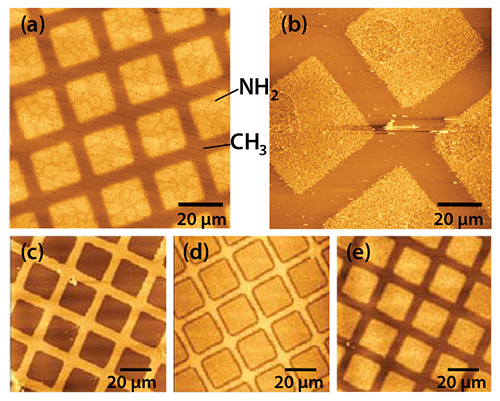 pattern-of-squares-of-aminobutylphosphonic 酸化アルミニウム上の各種SAM
