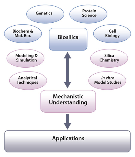 cheme showing how the study of biosilica formation cheme showing how the study of biosilica formation