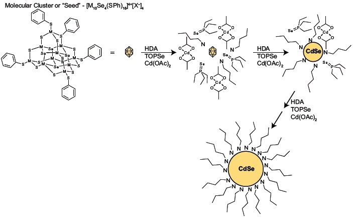 Molecular seeding synthesis of a cadmium selenide quantum 分子シーディング合成法