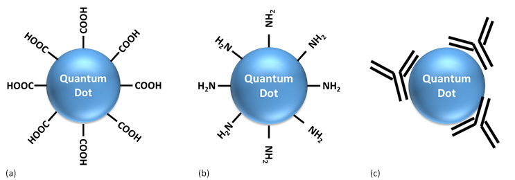 Three diagrams labeled (a), (b), and (c), each showing a spherical quantum dot with various molecular groups attached to its surface. Diagram (a) shows a quantum dot with four carboxyl groups (-COOH) attached. Diagram (b) depicts a quantum dot with four amine groups (-NH2) attached. Diagram © illustrates a quantum dot with multiple amine groups protruding from its surface, indicating a higher density of attachment compared to diagram (b). The image represents the functionalization of quantum dots, which is important in fields like nanotechnology and materials science for tailoring the properties of these nanoparticles for specific applications.