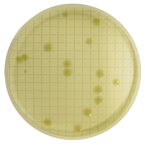 Agar plate with visible bacteria colonies Keywords: Agar Plate, Bacteria, Microorganisms, Colonies, Incubated Reincubated agar plate with visibly grown bacteria colonies