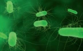 大肠杆菌（E. coli）的显微镜下图像。这些细菌呈杆状，在深绿色背景上呈现出荧光般的绿色。部分大肠杆菌细胞可见鞭毛——一种细长的毛发状结构——有助于细菌移动。