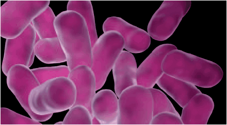 Lactobacilli Lactobacilli, the Lactic acid bacteria is a common beer spoilage bacterium