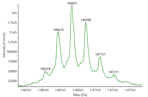 Deconvoluted mass spectra for non-reduced SigmaMAb reference Deconvoluted mass spectra obtained for non-reduced SigmaMAb reference (MSQC4) with six distinct peaks at observed mass values of 146524, 146674, 146831, 146990, 147157, and 147311.