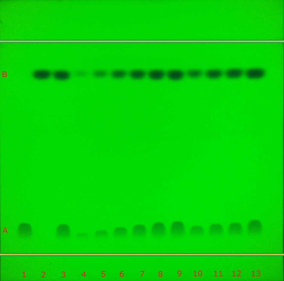 A thin-layer chromatography (TLC) plate viewed under 254 nm UV light, displaying two distinct horizontal bands labeled A and B. Band A, appearing as faint dark green spots at the lower part of the plate, corresponds to atenolol, while band B, appearing as sharp dark green or black spots higher on the plate, corresponds to chlorthalidone. Thirteen tracks are visible, marked numerically from 1 to 13 along the bottom edge in red, representing identification standards, calibration samples, a test sample, and recovery studies. The intensities of the bands vary across the tracks, with calibration tracks showing a gradient in spot intensity for both compounds. 