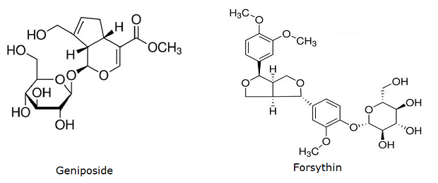 Chemical structures of Geniposide and Forsythin. The image presents the chemical structures of two compounds: Geniposide and Forsythin. Geniposide, on the left, features a complex multi-ring system with several hydroxyl (OH) groups and a methoxy group (OCH3), displaying both cyclic and acyclic components. Forsythin, on the right, also has a detailed arrangement with multiple rings, hydroxyl groups, and methoxy groups (OCH3).