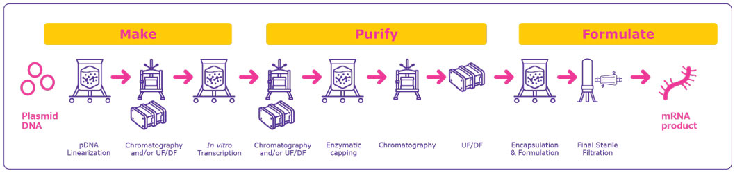 Process flow showing the different processing steps required for the manufacture of an mRNA drug product: pDNA Linearization, purification, in vitro transcription, enzymatic capping, encapsulation and formulation, sterile filtration among others.