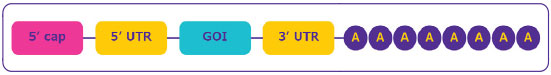 Schematic depiction of the mRNA structure, highlighting from left to right: 5’ cap region, 5’ untranslated region, coding sequence region, 3’ untranslated region, poly-A tail.