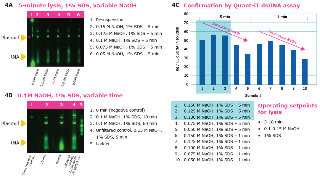 Gels and Quant-iT dsDNA assay showing optimization data for alkaline lysis time and pH for pDNA manufacturing.
