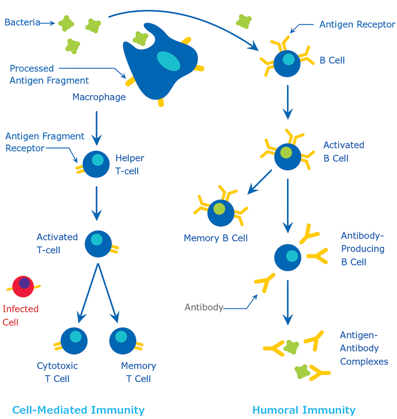 The Immune Response.