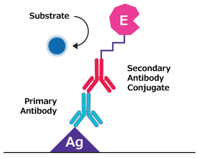 Illustration showing antigen coated to well surface, bound to primary antibody which is bound by a secondary antibody-enzyme conjugate, with substrate added for enzymatic reaction. Illustration showing antigen coated to well surface, bound to primary antibody which is bound by a secondary antibody-enzyme conjugate, with substrate added for enzymatic reaction.