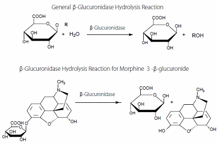 Drug Conjugate Analysis β-Glucuronidase is routinely used to hydrolyze xenobiotic glucuronide metabolites to increase volitility and organic solvent solubility prior to GC analysis.