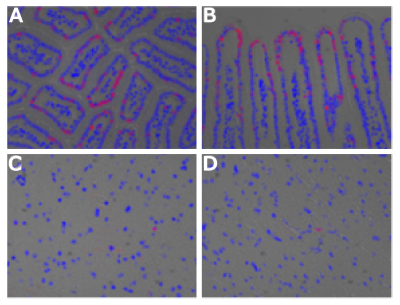 Four microscopy panels labeled A through D, displaying tissue sections from a model mouse with labeled DNA. In panels A and B, the small intestine is shown with clear structural details; panel A presents a cross-section of the intestinal villi, forming distinct circular and oval patterns, while panel B shows a longitudinal section with elongated villi extending vertically. In both panels, fluorescent signals are visible outlining the cellular structures, with strong labeling localized near the outer edge of the villi, indicating active DNA synthesis in those regions. Panels C and D depict sections of mouse brain tissue, characterized by a more dispersed arrangement of cells. Fluorescent labeling is less intense and appears as scattered individual spots, suggesting fewer proliferating cells in the brain compared to the intestine. Throughout all panels, nuclei are counterstained and visible as prominent rounded shapes, while labeled DNA appears as punctate or ring-like fluorescence localized to specific cells or areas.