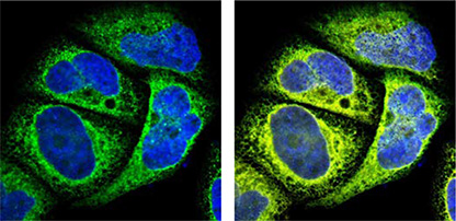Organelle Markers in Subcellular Localization Studies Organelle Markers in Subcellular Localization Studies
